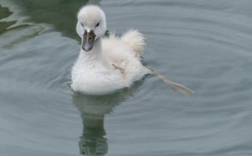 Cygne-1315739.jpg