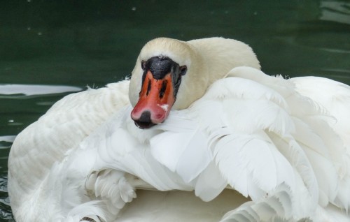 Cygne-14ef4d2.jpg