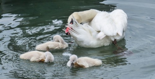 Cygne-1567c19.jpg