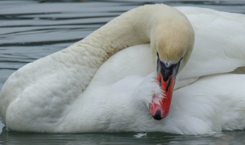Cygne-169ed12.jpg