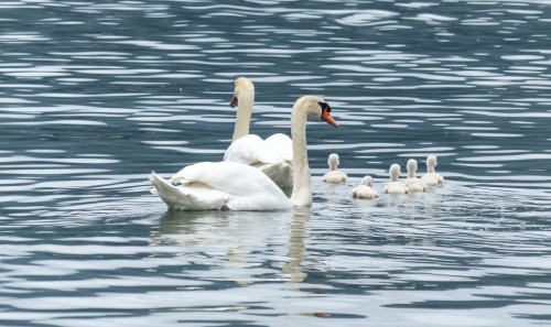 Cygne-178cf01.jpg