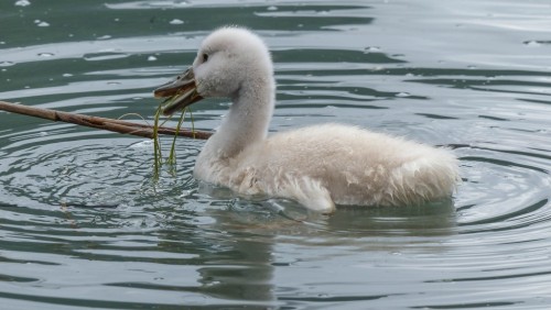 Cygne-188b0d0.jpg