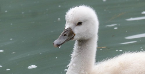 Cygne-19cb1ae.jpg
