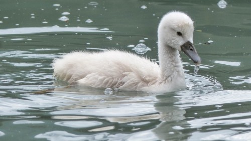Cygne-2029512.jpg