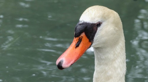 Cygne-21d8f17.jpg