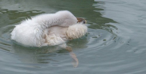 Cygne-223facd.jpg