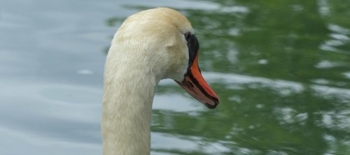 Cygne-23c000b.jpg