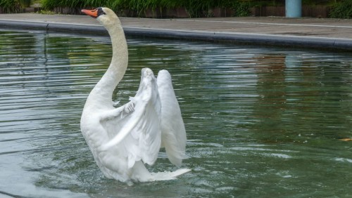 Cygne-7fbcf1.jpg