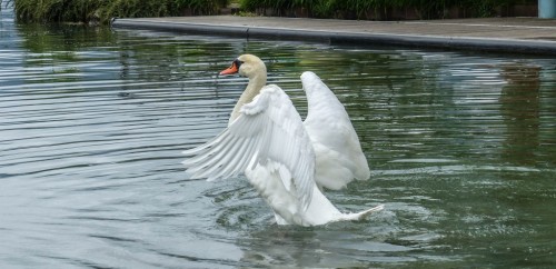 Cygne-88df0e.jpg
