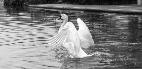 Cygne-9d08ee.jpg