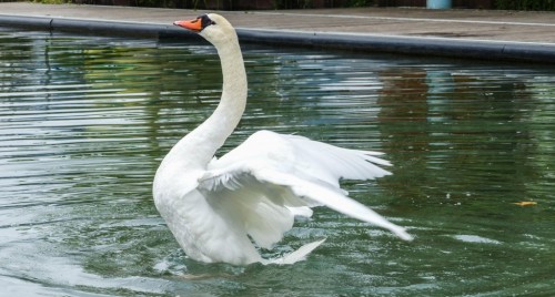 Cygne83276.jpg