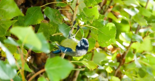nature-336f1c.jpg