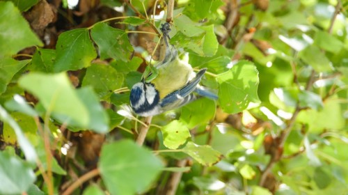 nature-569203.jpg
