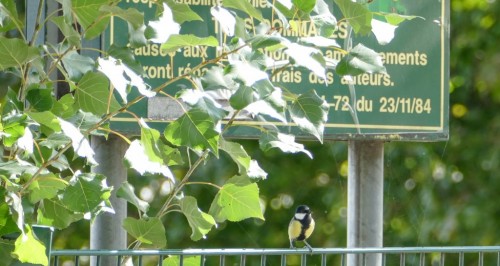 nature-645e6b.jpg