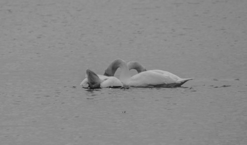 Lakeavril-31418d4.jpg
