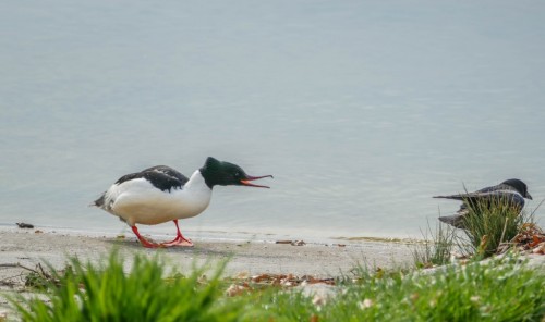 Lakeavrile58c7.jpg