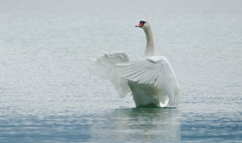 cygne-93e5f6.jpg