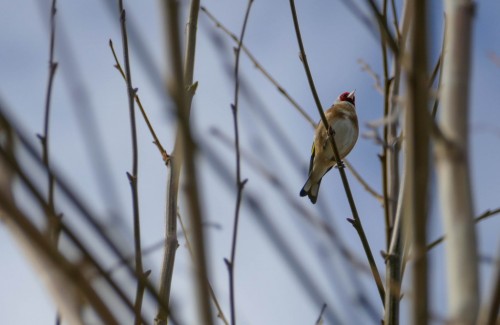 birds-102181c.jpg