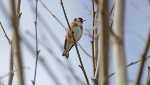 birds-119b2b3.jpg