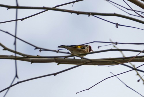 birds-14cd7fb.jpg