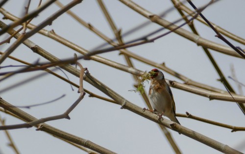 birds-21ac42f.jpg
