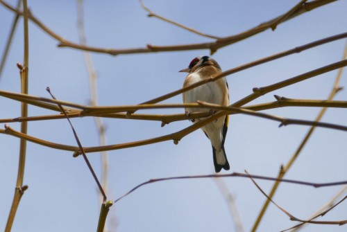 birds-253918c.jpg