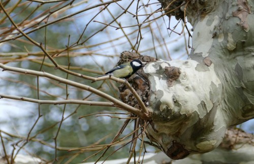 birds-2666dd.jpg