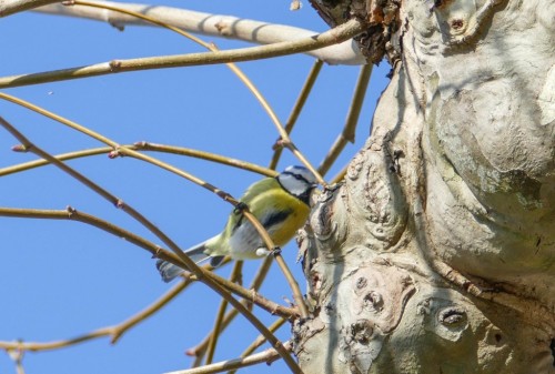 bird-1007ecc.jpg