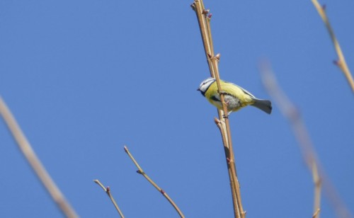 bird-1146aae.jpg