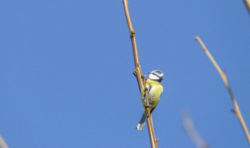 bird-12a87f0.jpg
