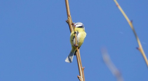 bird-13691ed.jpg