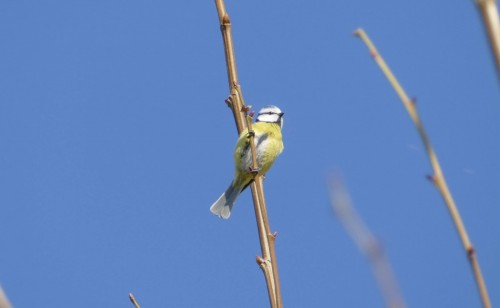 bird-1493219.jpg