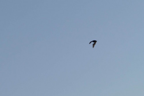 bird-15027cc.jpg