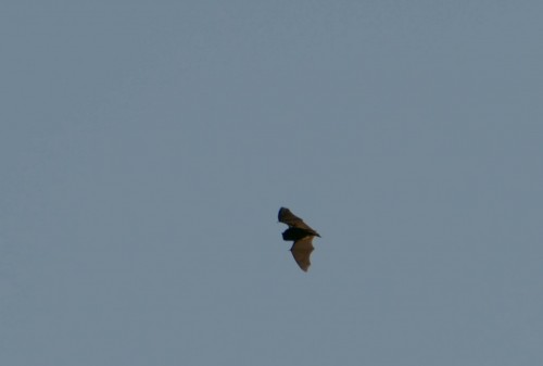 bird-1684fc2.jpg