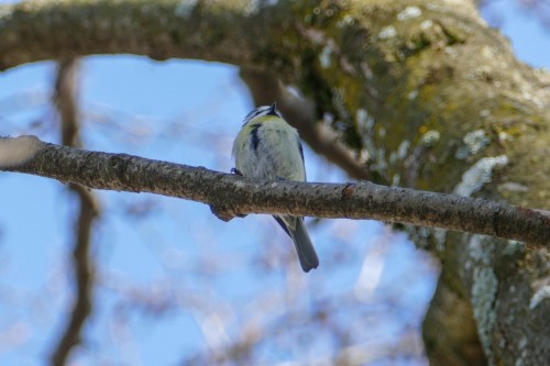 bird-2430fe.jpg