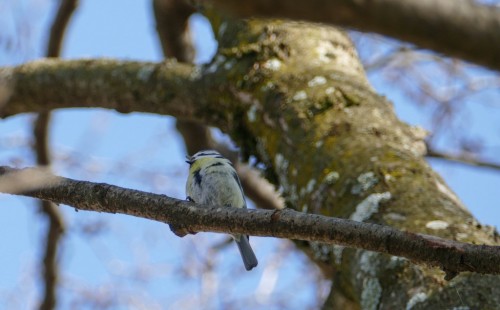 bird-378498.jpg