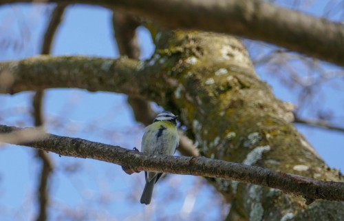 bird-481f7a.jpg
