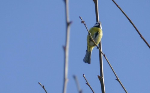 bird-596547.jpg