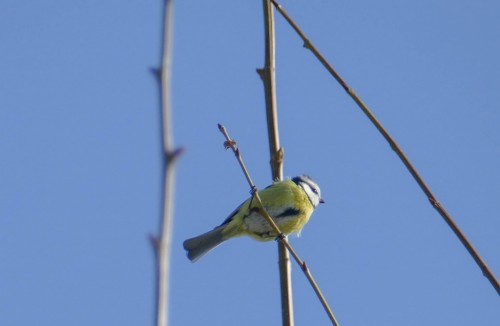 bird-6e9732.jpg