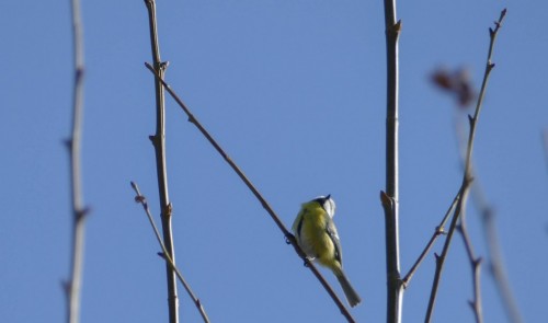 bird-7cc3c2.jpg