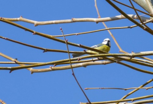 bird-8df79a.jpg