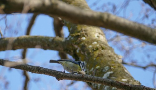 bird5bdd8.jpg