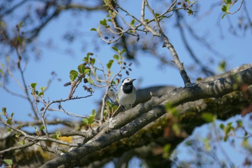 bird-10e312a.jpg
