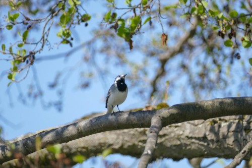 bird-11bd41c.jpg