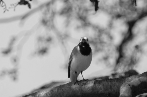 bird-12b8492.jpg