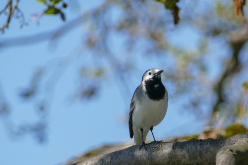 bird-1439d2f.jpg