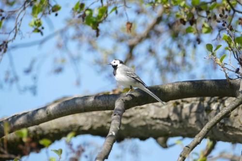 bird-15b7578.jpg