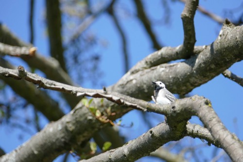 bird-16116c6.jpg