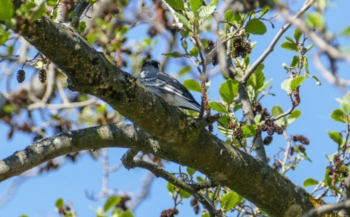 bird-179689e.jpg