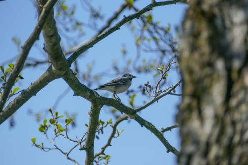 bird-2af88a.jpg